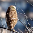 Burrowing owl